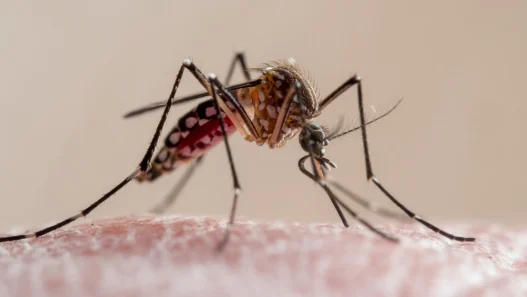 Aedes mosquito feeding on human skin—primary vector for chikungunya virus transmission