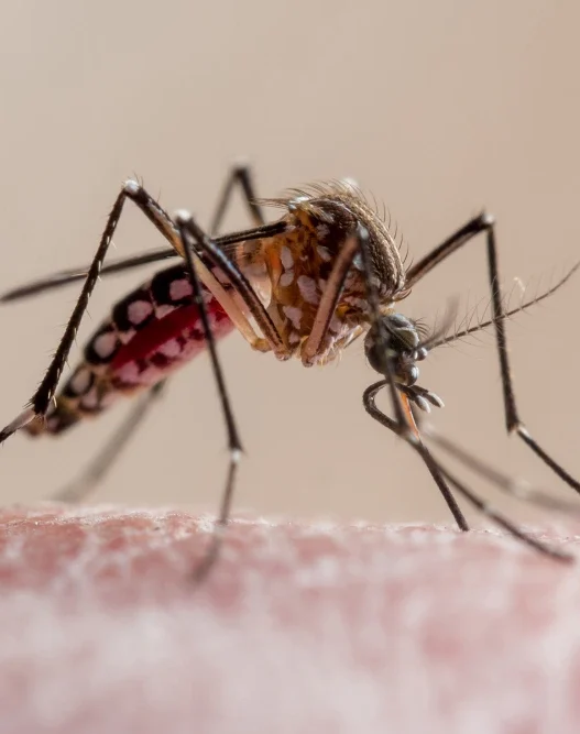 Aedes mosquito feeding on human skin—primary vector for chikungunya virus transmission