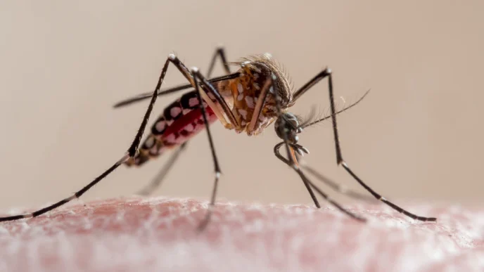 Aedes mosquito feeding on human skin—primary vector for chikungunya virus transmission