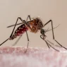 Aedes mosquito feeding on human skin—primary vector for chikungunya virus transmission