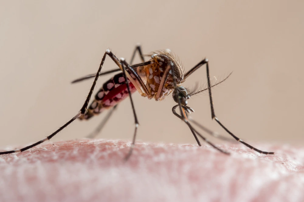 Aedes mosquito feeding on human skin—primary vector for chikungunya virus transmission